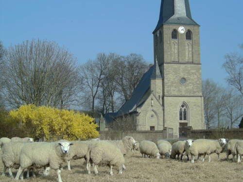 Hirtenlose Schafsherde in Hnnepel