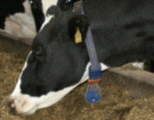 Mit dem Sensor am Halsband wird das Verhalen der Kuh genau festgehalten