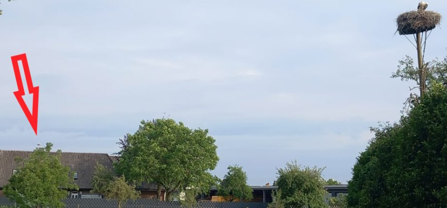 1 Jungstorch auf dem Schornstein des Hauses; der andere im Nest.